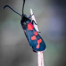 Zygaena trifolii Esp. 